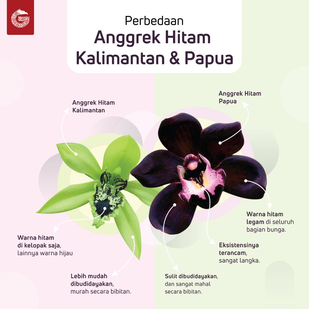 Anggrek Hitam