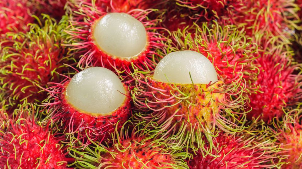 buah rambutan bagi kesehatan tumbuh