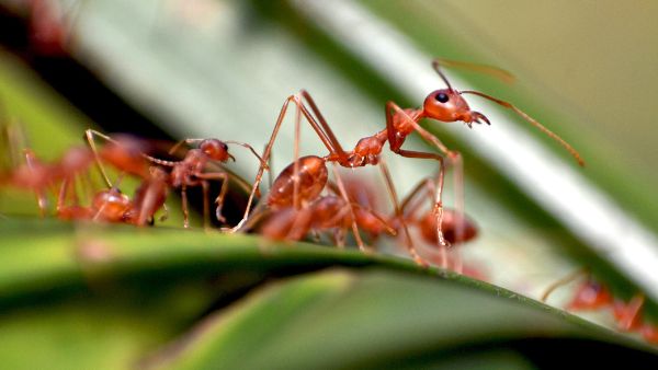 Fakta Unik Trophallaxis Semut